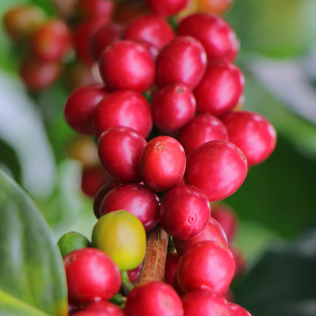 CAFE CASTILLO COLOMBIA