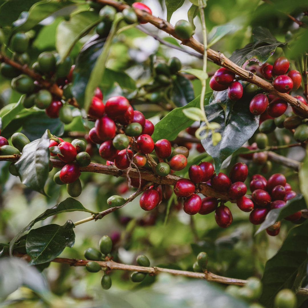 Café Geisha COLOMBIA