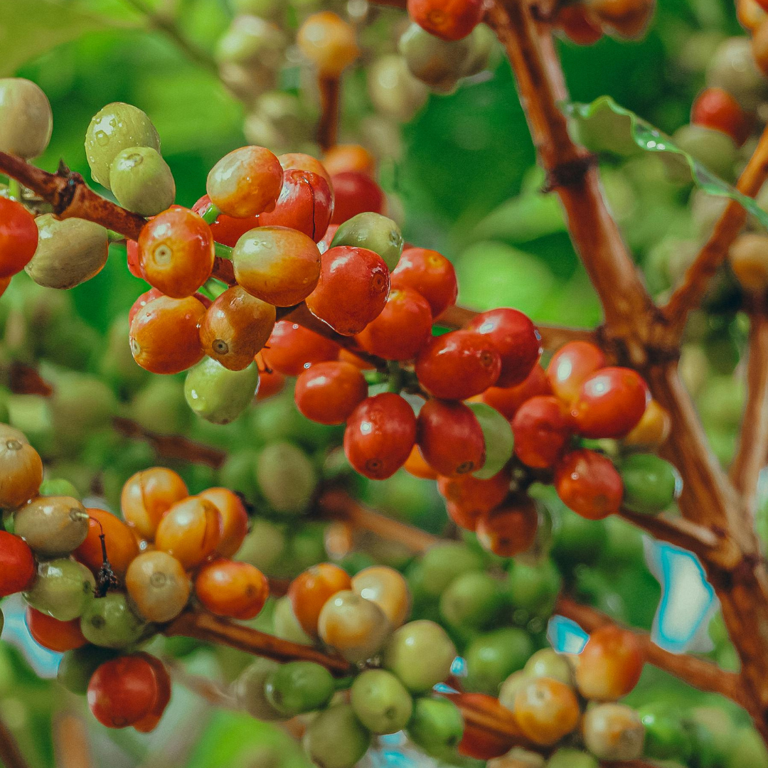 Café Bourbon Rosado COLOMBIA